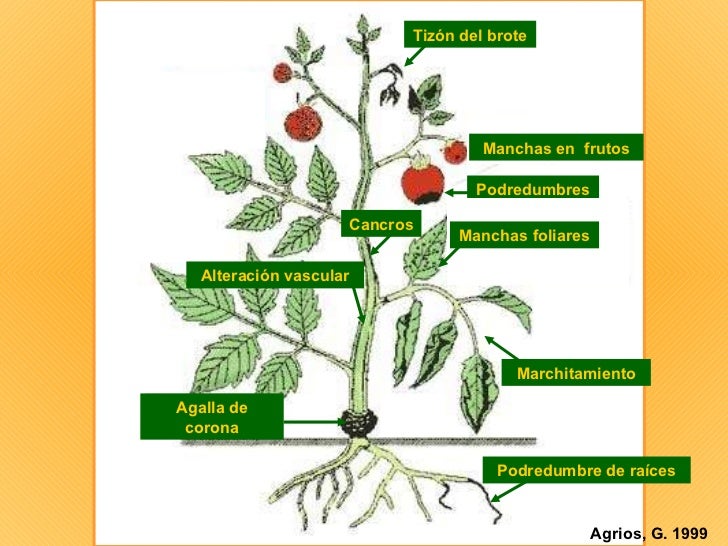 fitopatologia gn agrios